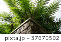 常夏 37670502