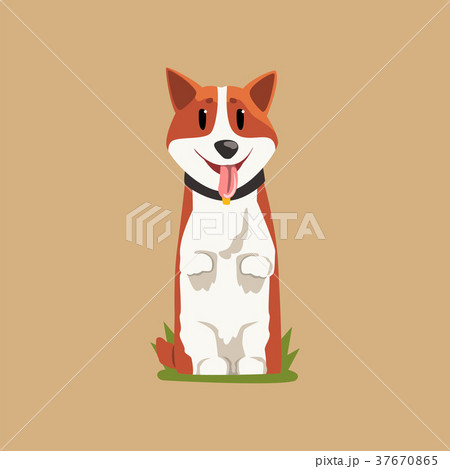 Joyful red-haired corgi standing on hind legs Joyful red-haired corgi standing on hind legs 37670865