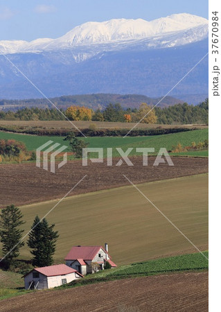 北海道 美瑛 丘の風景 北海道 美瑛 丘の風景 37670984