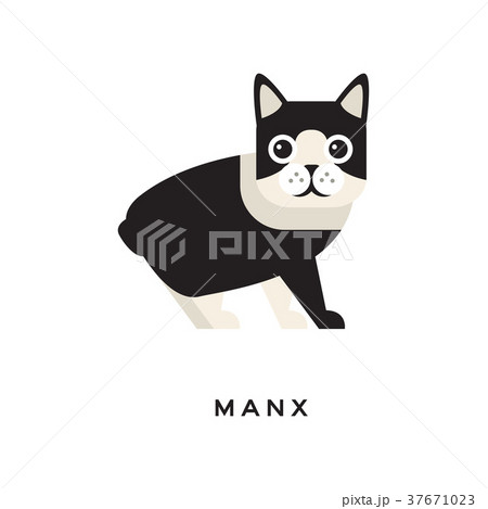 Portrait of manx cat. Short-haired tailless animal Portrait of manx cat. Short-haired tailless animal 37671023