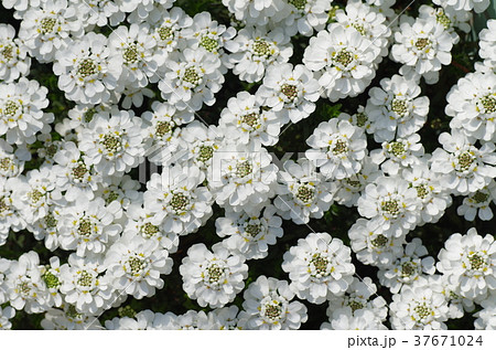 イベリスの花 37671024