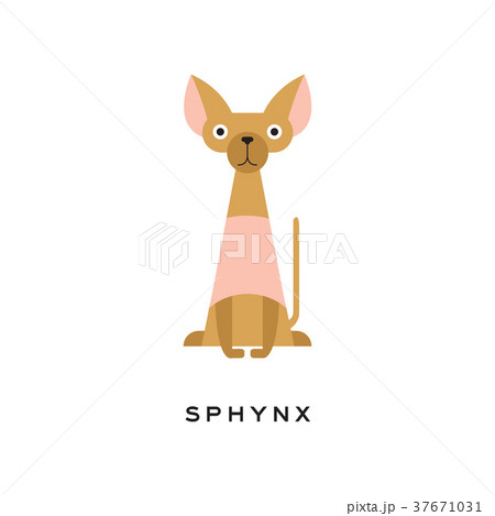 Egyptian sphynx cat with funny muzzle. Hairless Egyptian sphynx cat with funny muzzle. Hairless 37671031