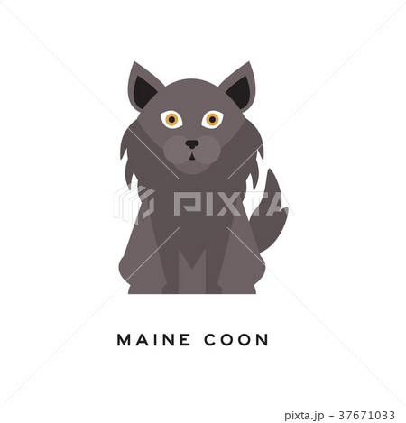 Portrait of maine coon cat. Adorable feline with 37671033