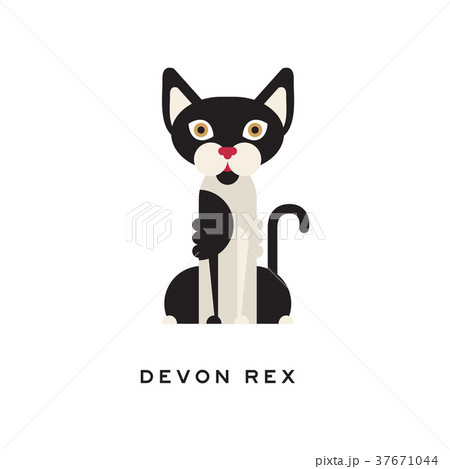 Devon rex, intelligent, short-haired cat. Feline 37671044