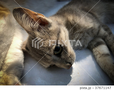 Neutering dogs and cats in World Rabies Day 37671147