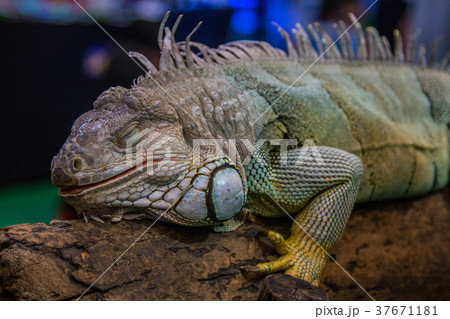 A portrait of an Iguana large inThailand A portrait of an Iguana large inThailand 37671181