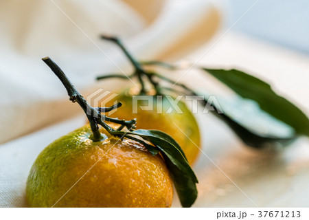 Close up two fresh tangerines with leaves on white Close up two fresh tangerines with leaves on white 37671213