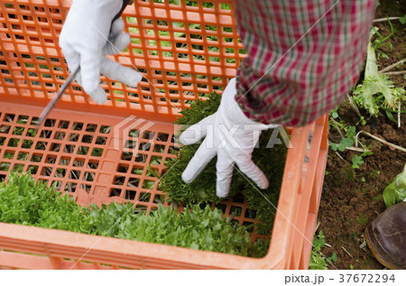 Keeping salads to the basket. Keeping salads to the basket. 37672294