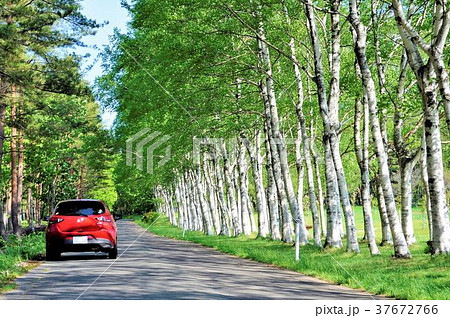 春のドライブイメージ 白樺の散策路 春のドライブイメージ 白樺の散策路 37672766