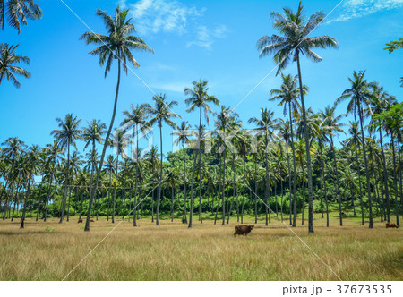 Coconut forest on Lombok Island, Indonesia Coconut forest on Lombok Island, Indonesia 37673535