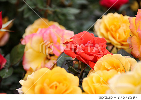 バレンタイン バレンタインデー バレンタインデイ 37673597