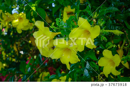 Allamanda cathartica yellow flowers 37673918