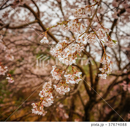 Cherry blossom in Nara, Japan 37674088