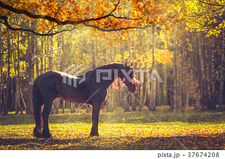 Big black horse in the autumn forest 37674208