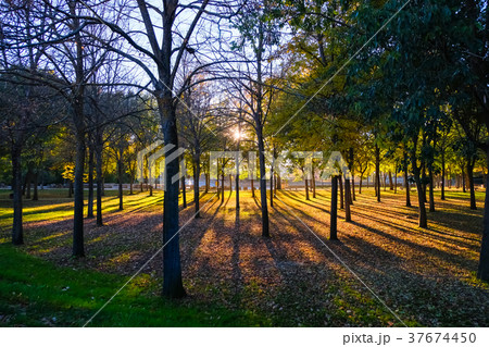 夕陽の公園 スペイン セゴビア 夕陽の公園 スペイン セゴビア 37674450