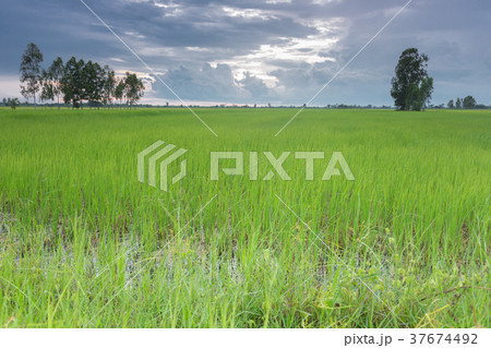 rice plants in paddy field rice plants in paddy field 37674492