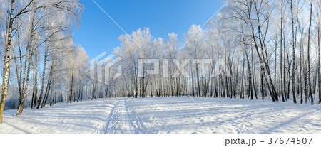 Birch grove in hoarfrost 37674507