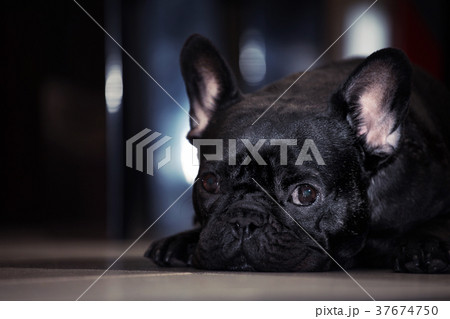 Funny Black French Bulldog Home Day Sunday 37674750