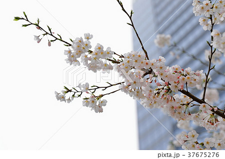 桜とビル 桜とビル 37675276