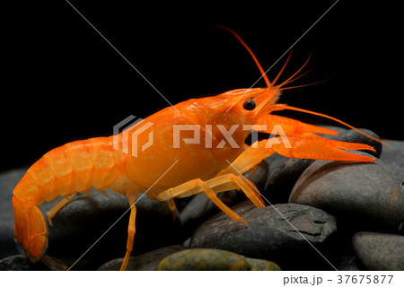 Young crayfish lobster with small rock. Young crayfish lobster with small rock. 37675877