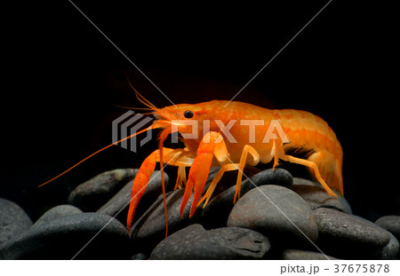 Young crayfish lobster with small rock. 37675878