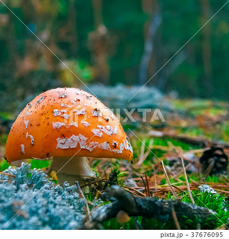 Amanita Muscaria poisonous mushroom 37676095