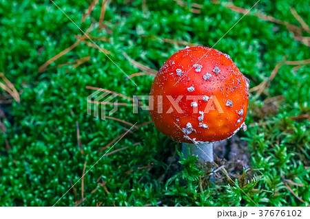 Amanita Muscaria poisonous mushroom 37676102