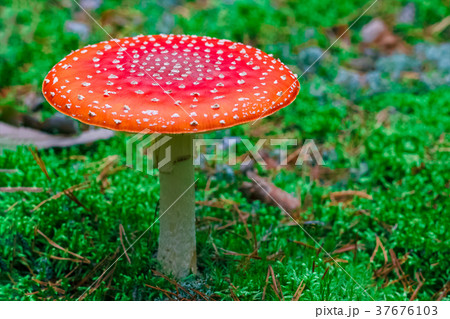Amanita Muscaria poisonous mushroom 37676103