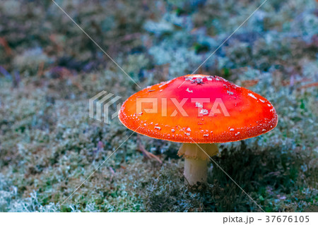 Amanita Muscaria poisonous mushroom Amanita Muscaria poisonous mushroom 37676105