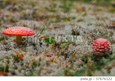 Amanita Muscaria poisonous mushroom 37676122
