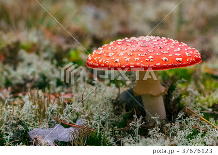 Amanita Muscaria poisonous mushroom 37676123