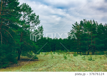 Pine forest green landscape 37676124