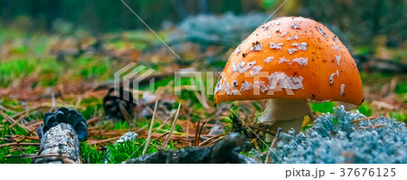Amanita Muscaria poisonous mushroom 37676125