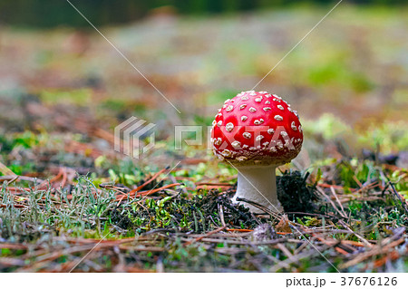 Amanita Muscaria poisonous mushroom 37676126