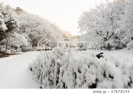 雪化粧の花島公園 37678143