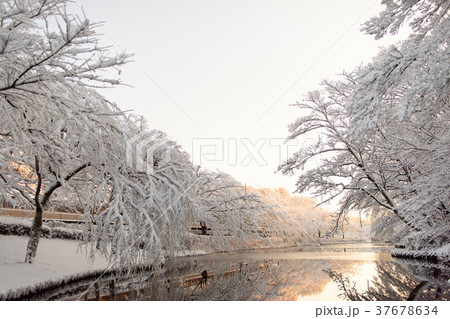 雪化粧の日の出の時間の花島公園 37678634