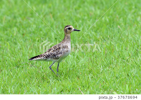 ムナグロ 37678694