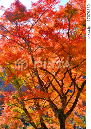 嵐山の紅葉 37679880