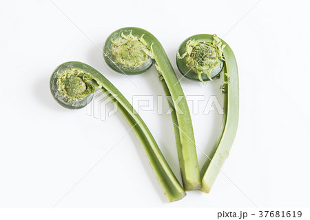 ゼンマイ シンプル・白バックの写真 37681619