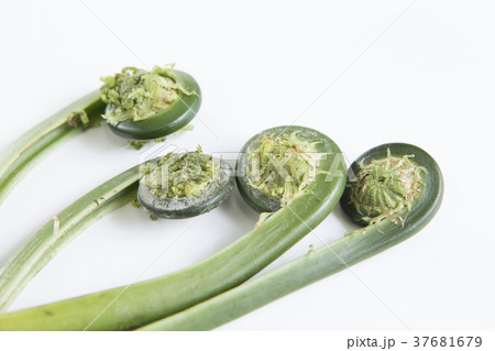 ゼンマイ シンプル・白バックの写真 37681679