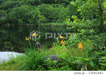 夏の志賀高原木戸池 夏の志賀高原木戸池 37681881