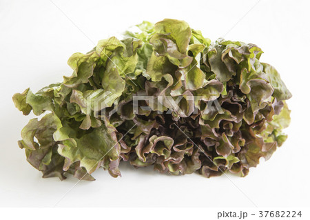 サニーレタス シンプル・白バックの写真 37682224