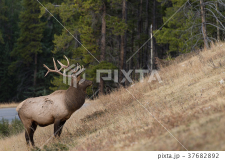 Large elk eating grass on the side of a hill 37682892