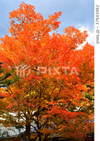 嵯峨野の紅葉 37683962