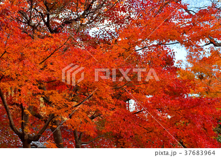 嵯峨野の紅葉 37683964