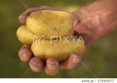 37684877