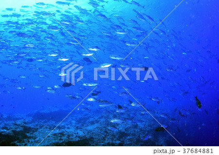 ロウニンアジの群れ 37684881