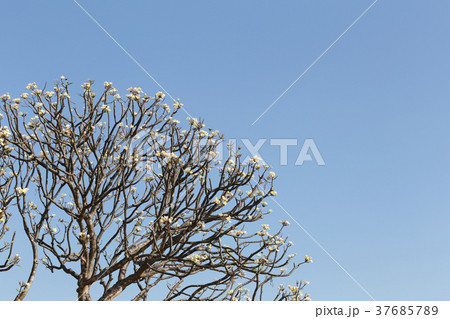 Plumeria flowers are blooming on the tree. 37685789