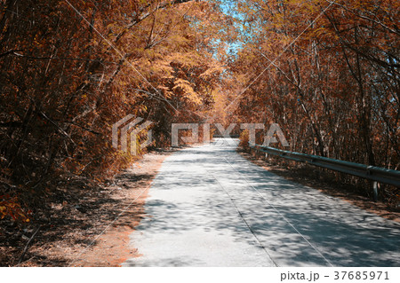 road in the forest. 37685971