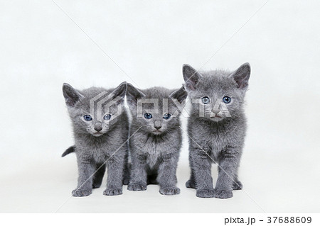 ロシアン　兄弟 37688609